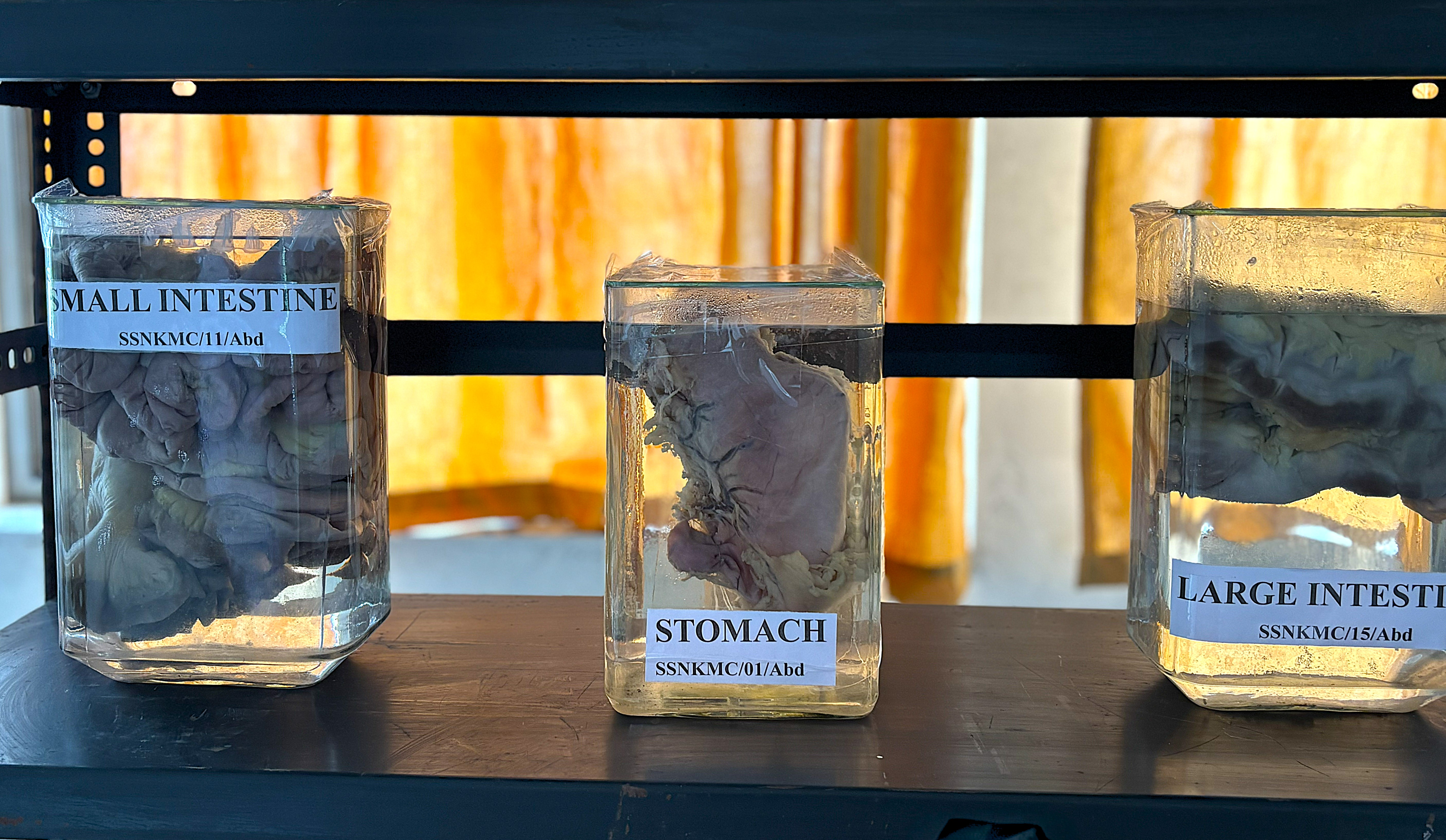 Anatomy Gallery